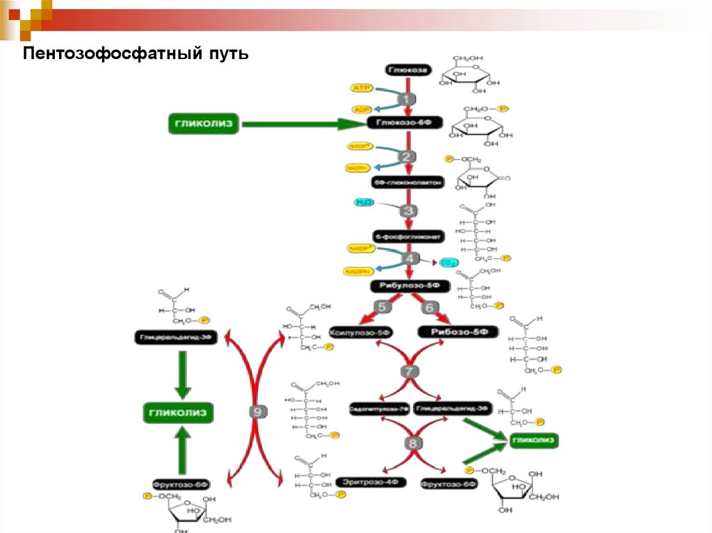 Схема пентозофосфатного цикла