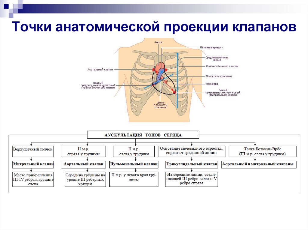 Аускультация сердца схема