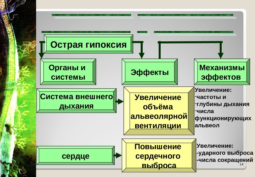 Презентация на тему гипоксия