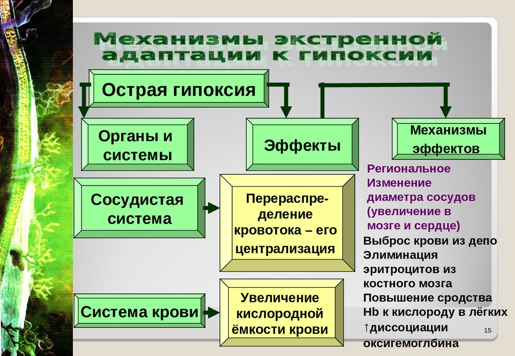 Компенсации гипоксии. Механизмы адаптации к гипоксии. Механизмы адаптации к хронической гипоксии. Механизмы компенсации гипоксии. Механизмы адаптации организма к острой гипоксии.