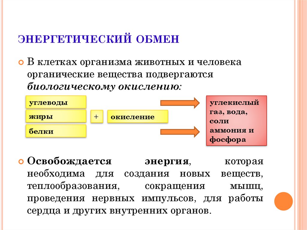 Энергетический обмен какие процессы