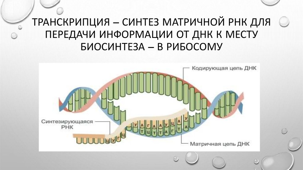 Матричная транскрибируемая цепь днк