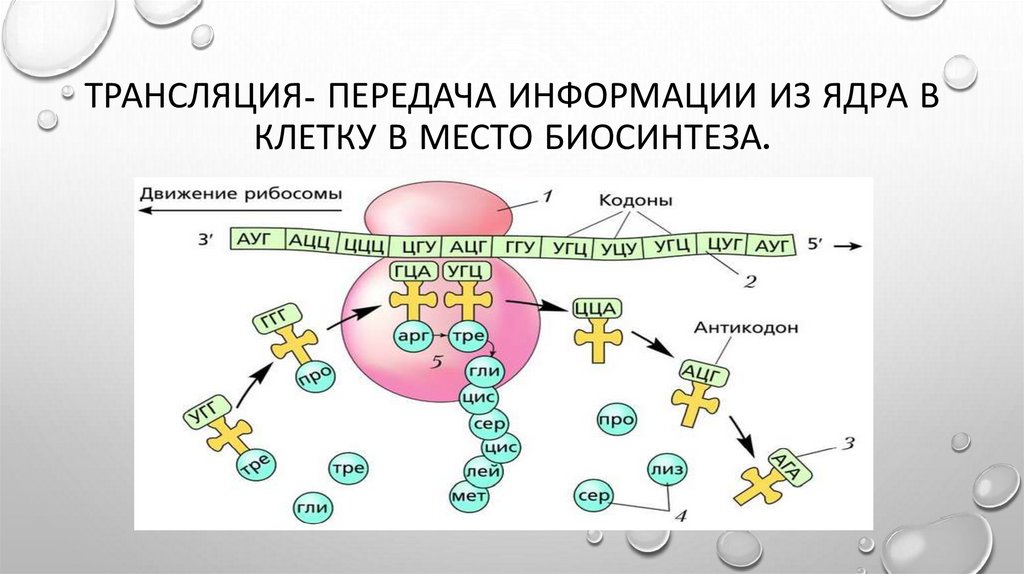 Второй этап трансляции. Схема синтеза белка в рибосоме трансляция. Процессы трансляции биосинтеза белка. Трансляция Биосинтез белка на рибосоме.