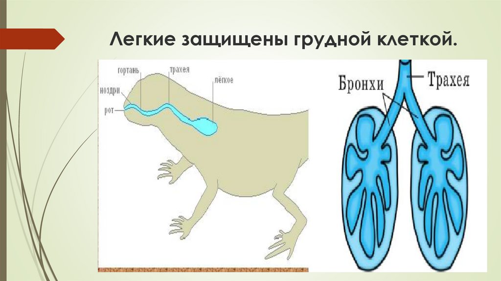 У пресмыкающихся есть легкие. Грудная клетка пресмыкающихся.