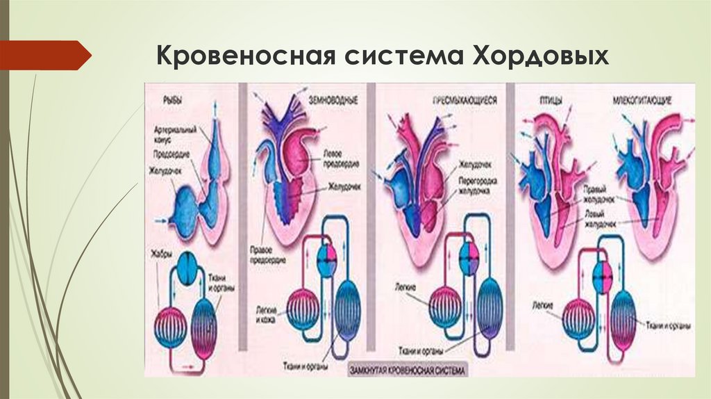 Эволюция общего плана строения кровеносной системы хордовых