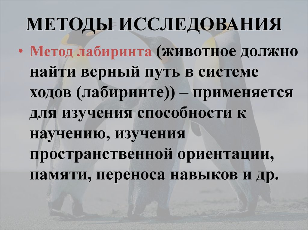 Ассоциация человека с животными в психологии