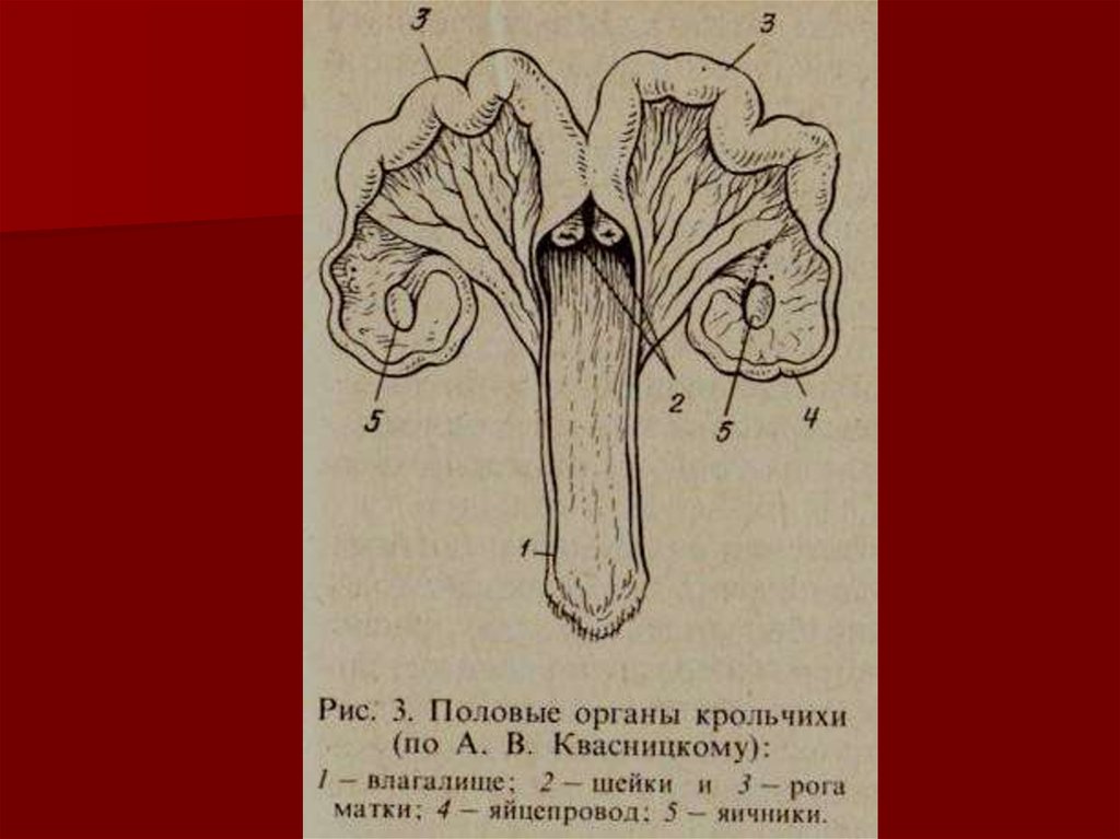 Информация половая орган. Строение половых органов самок. Анатомия женских половых органов коровы. Половая система самок анатомия животных. Схема половых органов самок.
