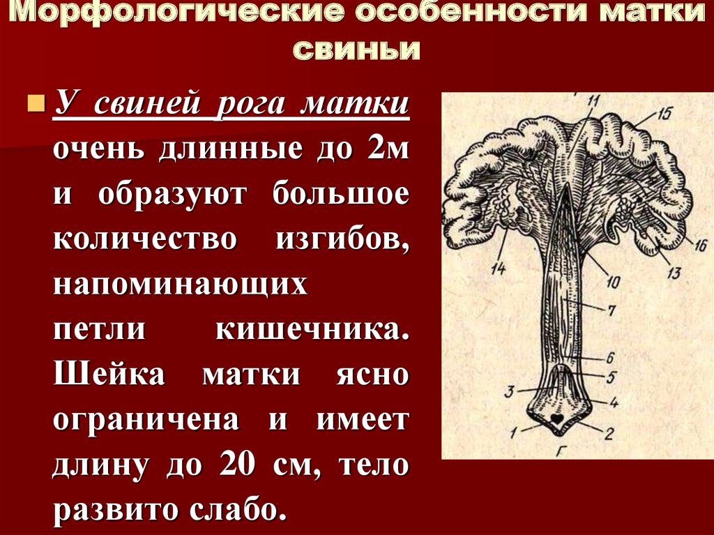 Строение половых органов. Особенности матки свиньи. Строение половой системы свиньи.