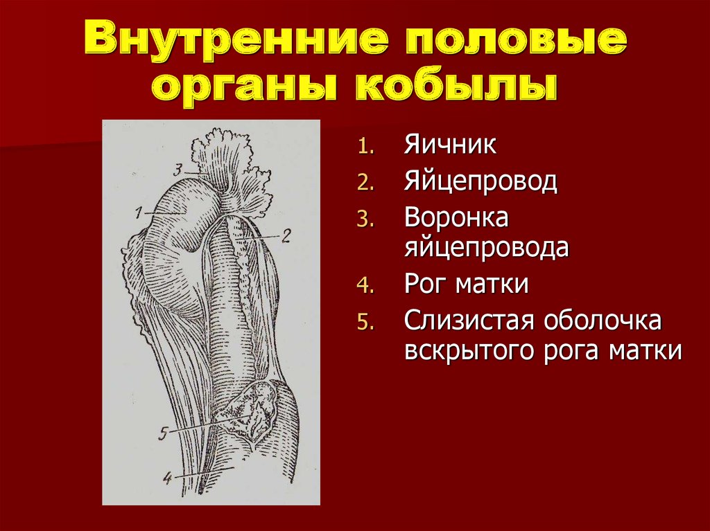 Какие у женщин бывают полов органы