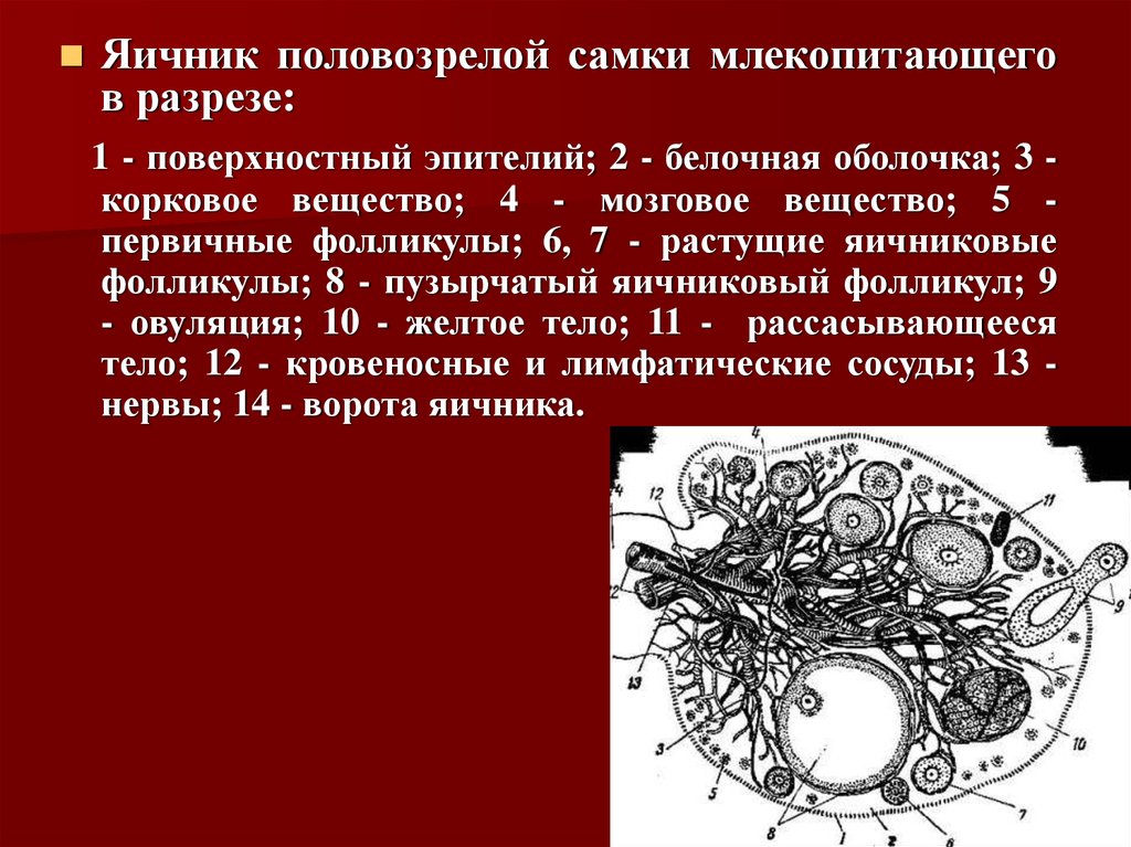 Если в яичниках самок животных происходит. Оболочки яичника. Ворота яичника анатомия.