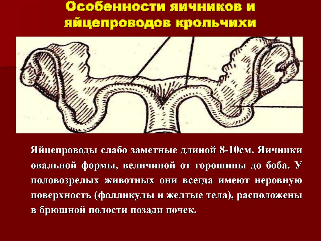 Яичники это органы. Строение яичников у животных. Яичник строение анатомия топография. Яйцепроводы. Строение яйцепровода.