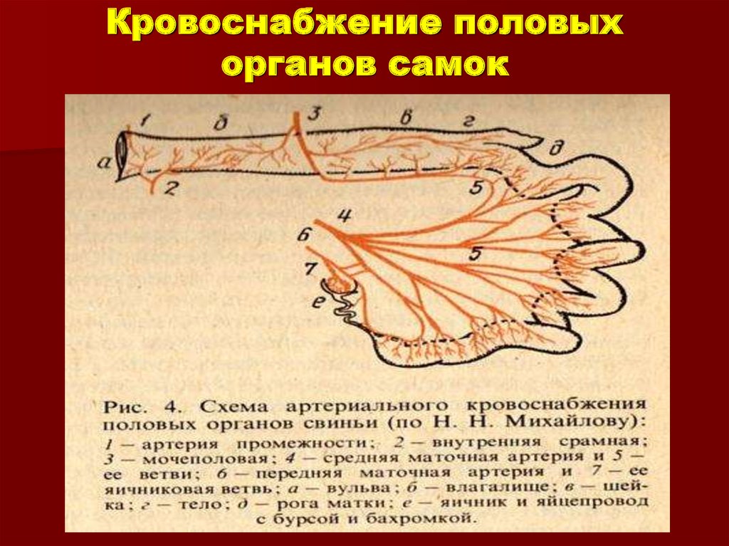 Кровоснабжение матки схема гистология