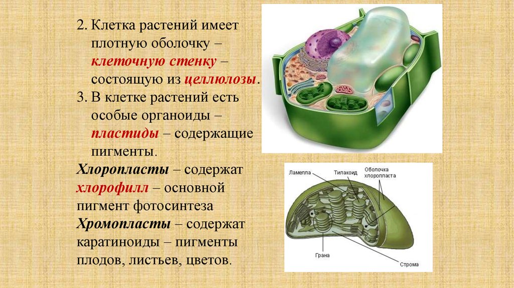 Стенка растительной клетки содержит. Клетки имеющие клеточную стенку. Клетки растений имеют. В клетках растений есть особые органоиды. Растения имеют клеточную стенку.