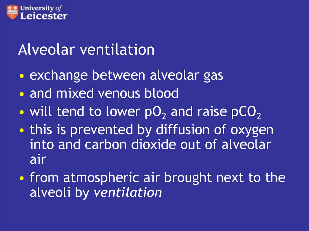 Alveolar ventilation