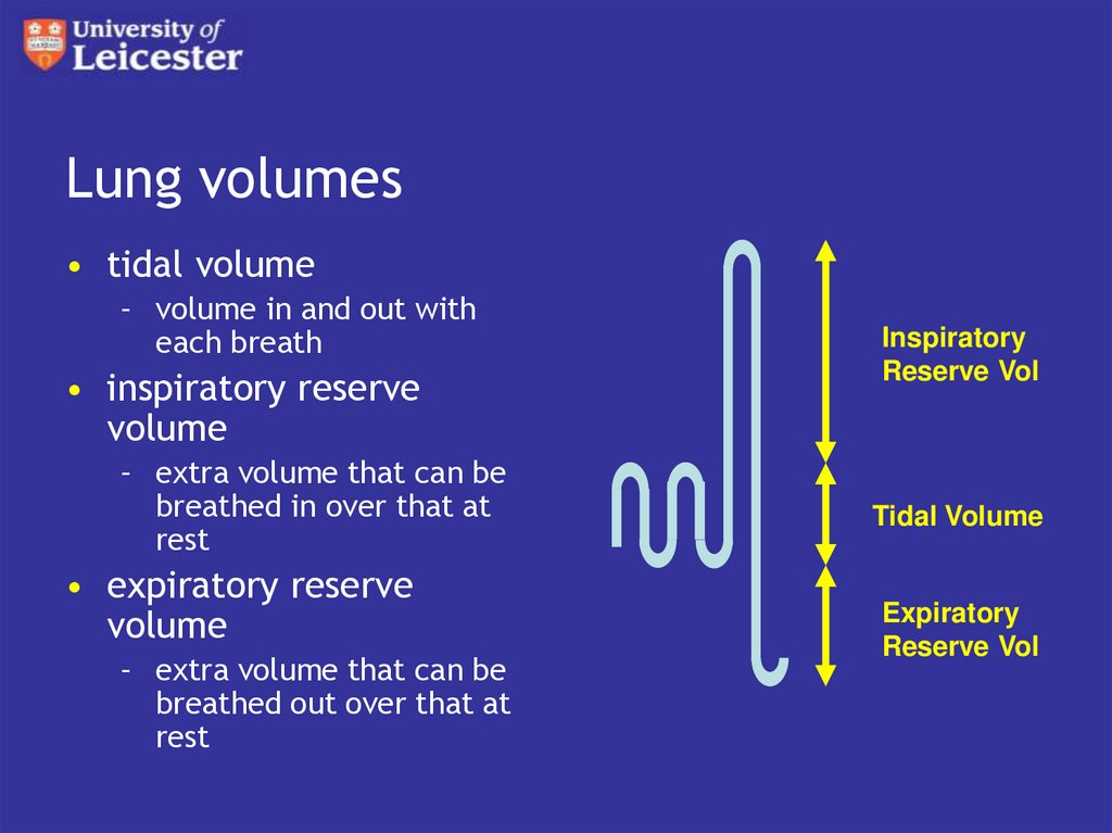 Lung volumes