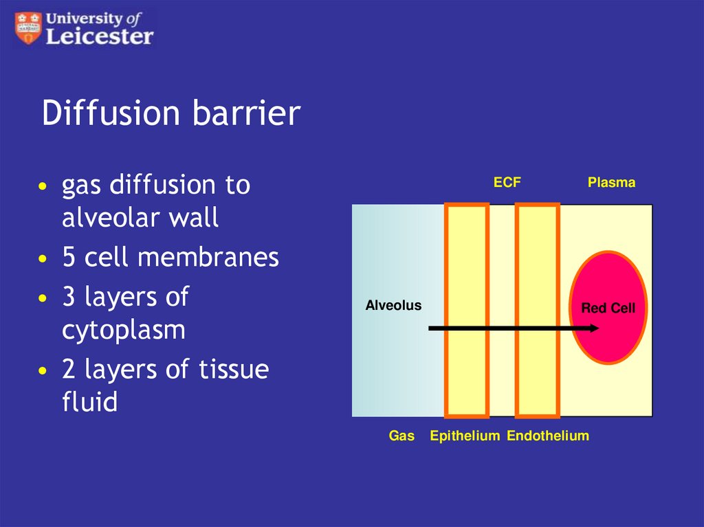 Diffusion barrier