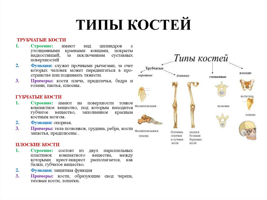 Особенности формы скелета. Кости человека трубчатые губчатые плоские. Типы соединения костей и их характеристика. Классификация костей трубчатые губчатые смешанные. Трубчатая кость и губчатая кость.
