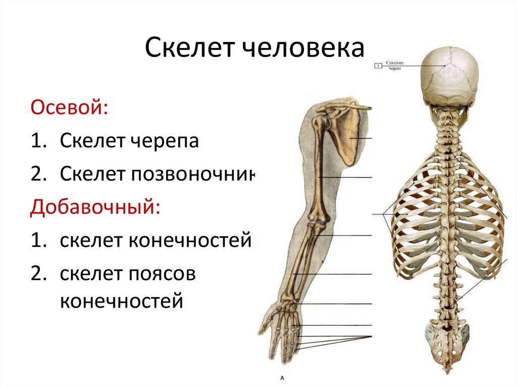 Особенности внутреннего скелета