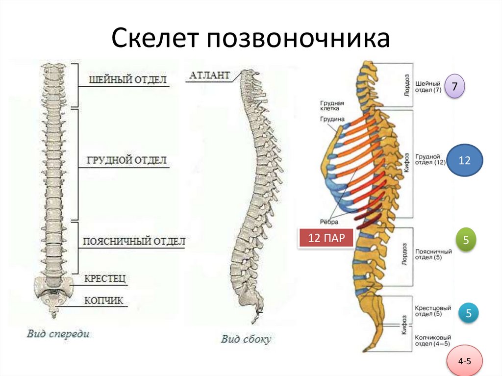 Кости позвоночника бедро и печень. Скелет позвоночника l2-3. Позвоночник человека. Скелет человека отделы позвоночника. Скелет человека поясница.