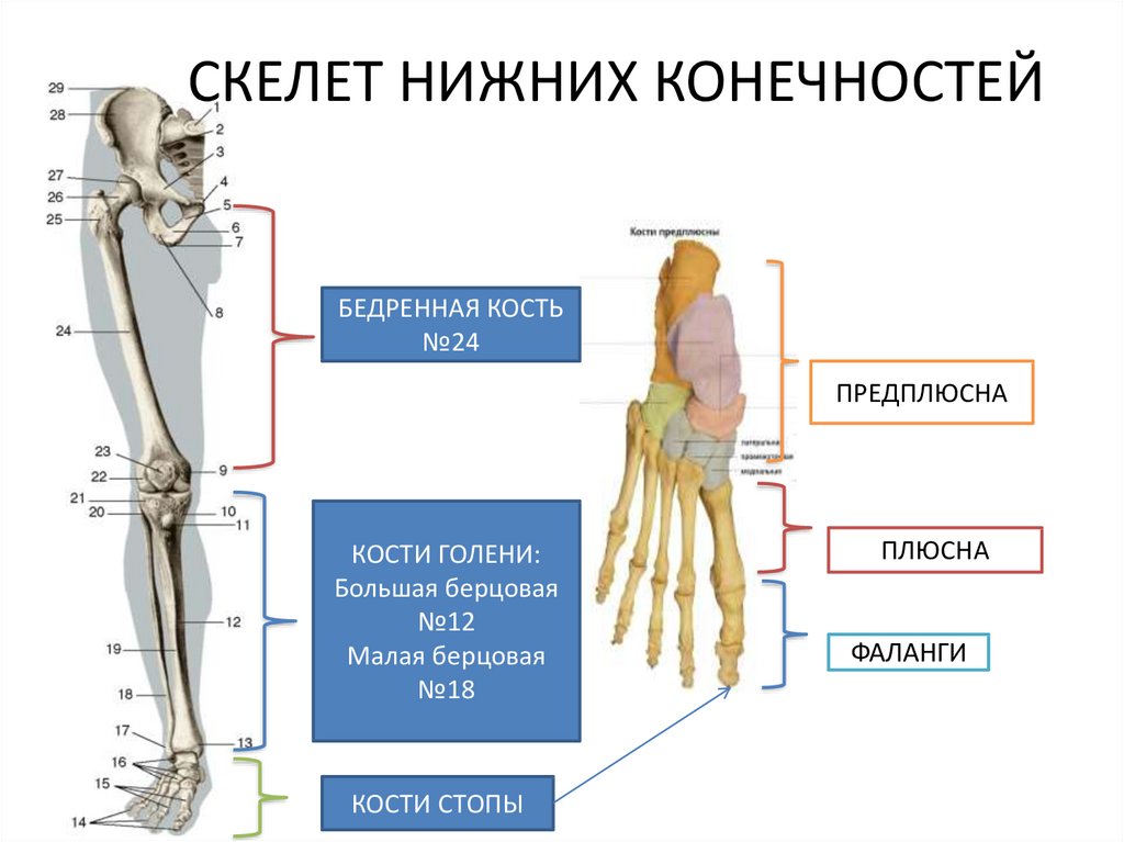 Скелет нижних конечностей человека кости. Скелет свободной части нижней конечности. Отделы скелета свободной нижней конечности. Кости скелета нижних конечностей человека. Скелет свободной нижней конечности функции.