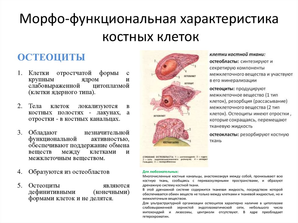 Скелетные ткани общие свойства