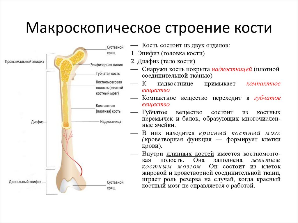 Какие функции выполняют трубчатые кости. Трубчатая кость человека строение. Трубчатая кость строение ЕГЭ.