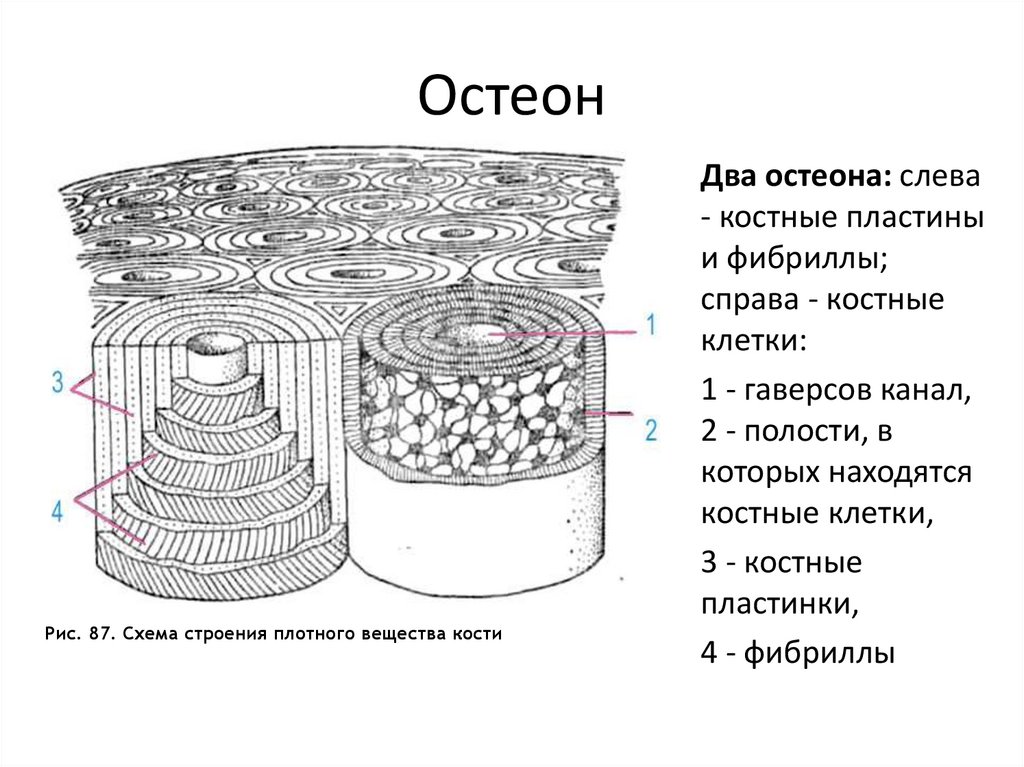 Схема строения какого. Схема строения остеона анатомия. Строение кости Остеон. Строение остеона костная ткань. Костная пластинка Остеон строение.