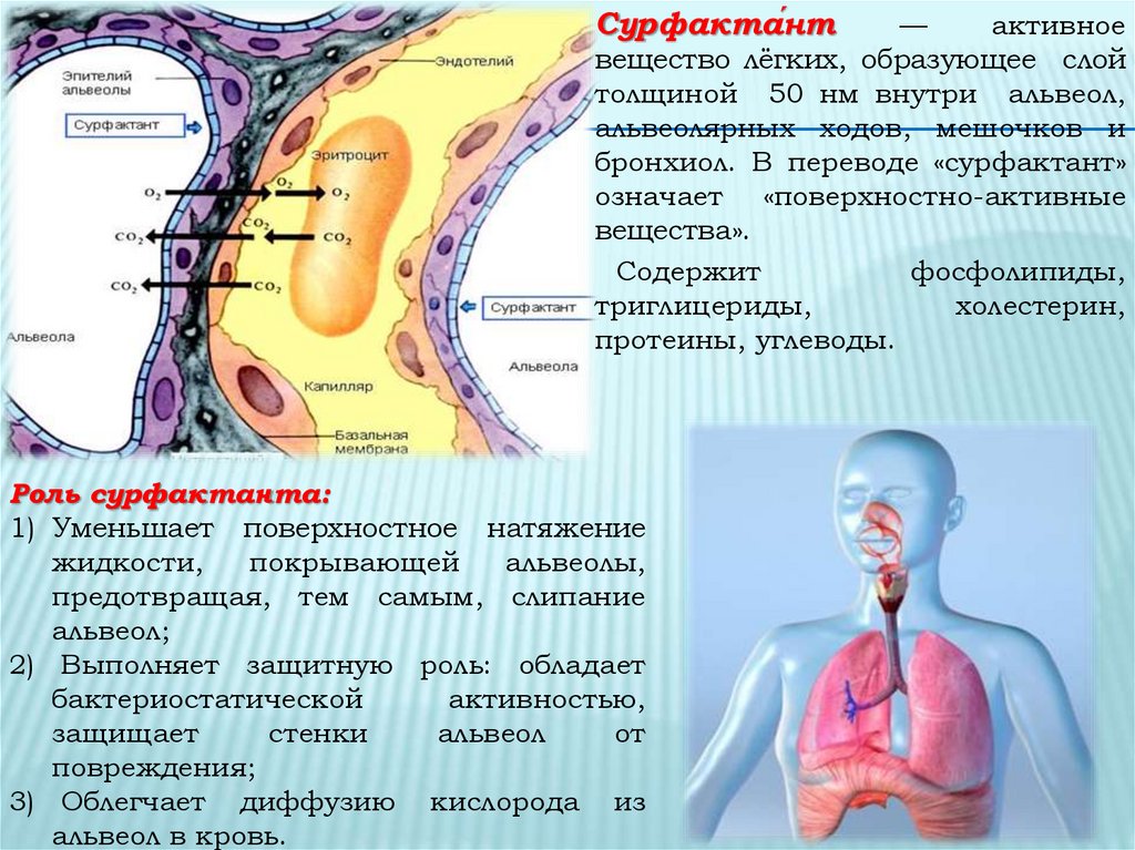 Стенки легочных пузырьков образованы одним слоем. Сурфактант физиология дыхания. Сурфактант в альвеолах. Лёгочный сурфактант. Сурфактант легких функции.