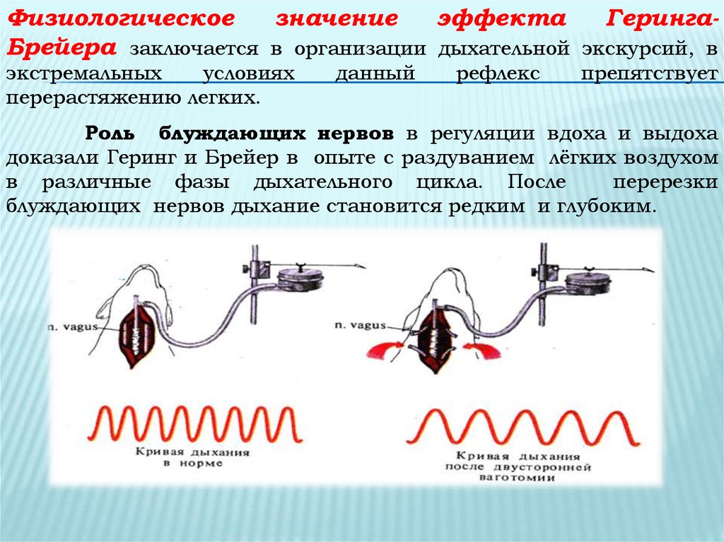 Перерезка блуждающего нерва