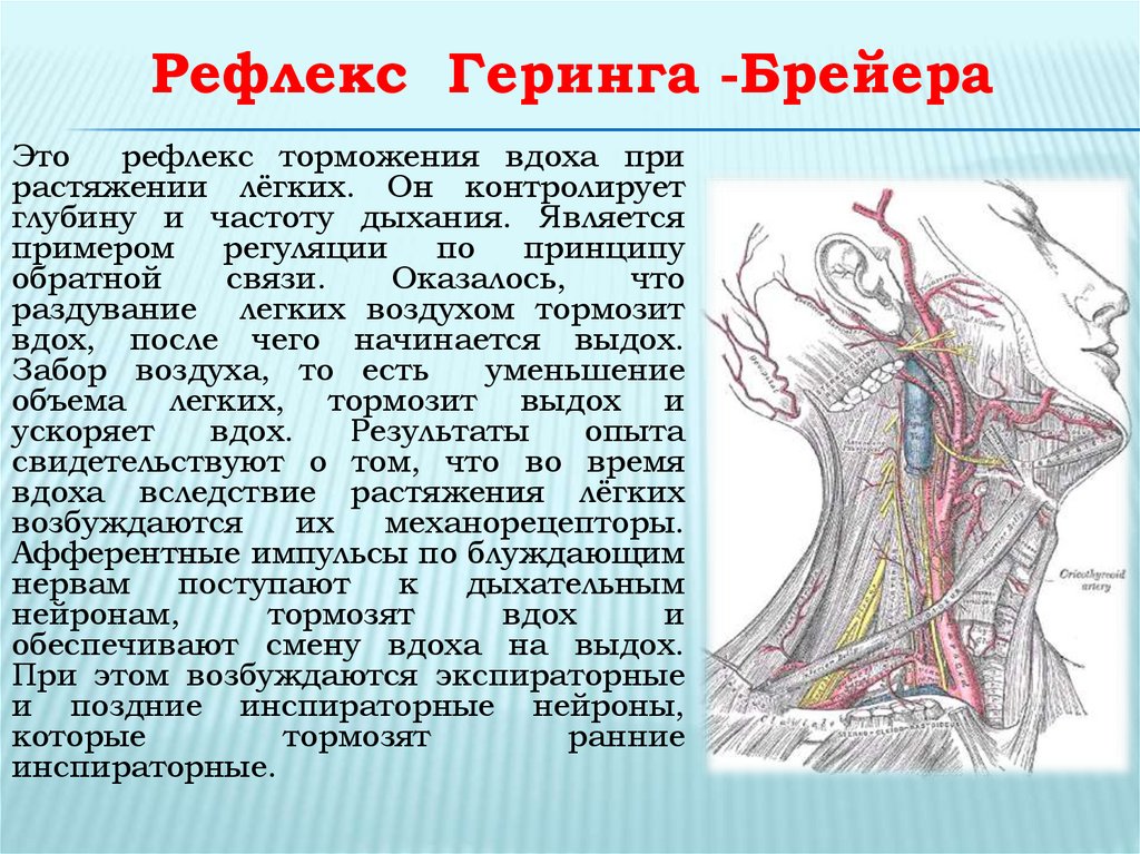 Рефлекторное дыхание. Синокаротидного рефлекса Геринга.. Рефлекс Геринга-Брейера. Рефлекс растяжения Геринга-Брейера. Синокаротидный рефлекс Чермака Геринга.