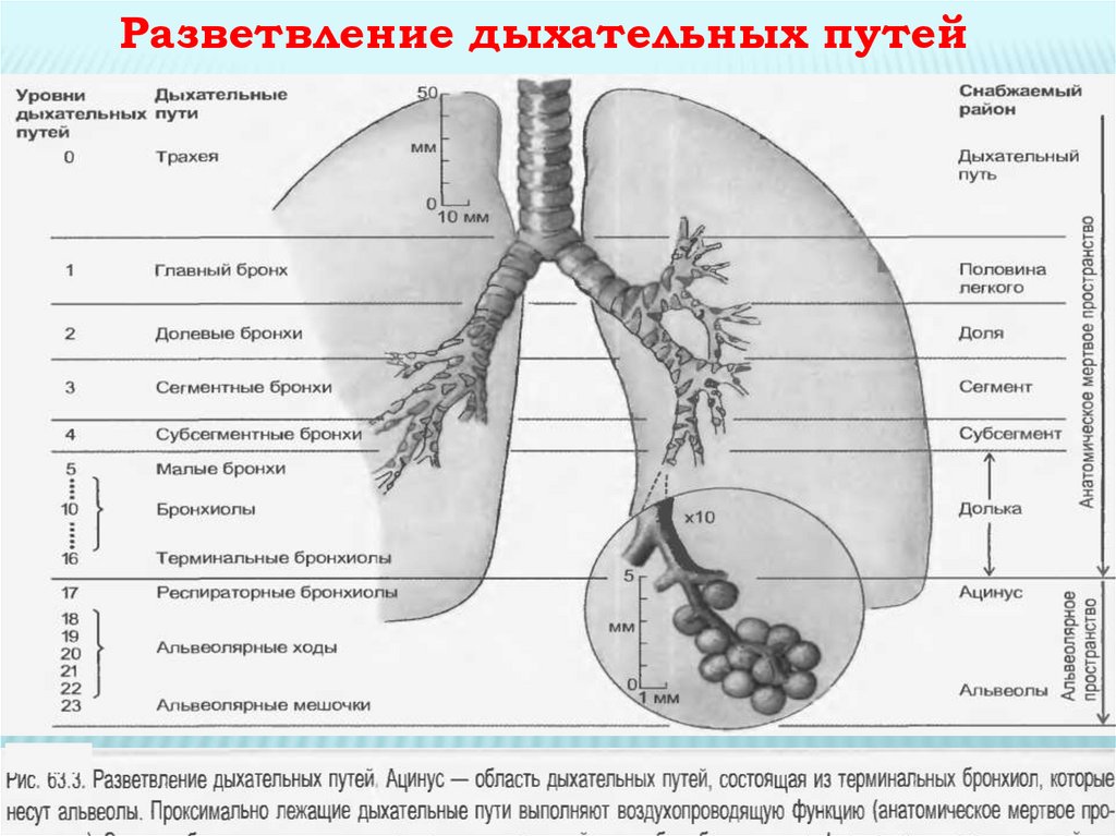 Изменения стенок бронхов