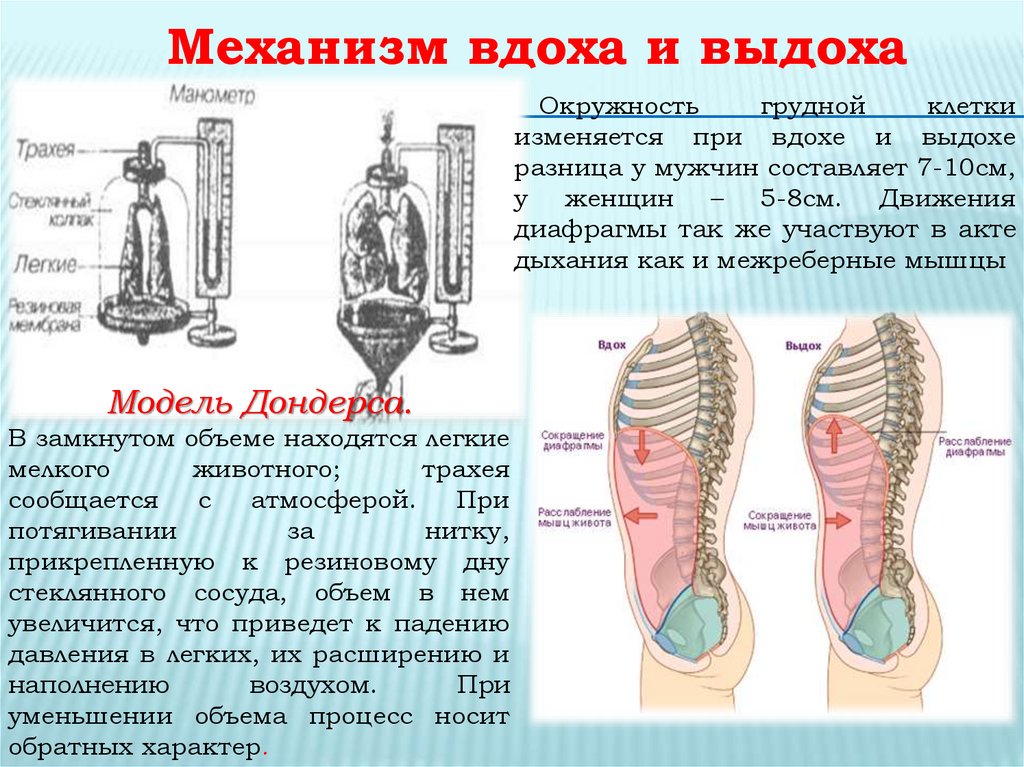 При выдохе происходит. Модель Дондерса механизм вдоха. Схема Дондерса физиология. Дыхательная система механизм вдоха и выдоха. Механизм вдоха ивыдлха.