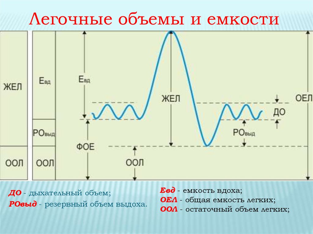 Легочные объемы схема