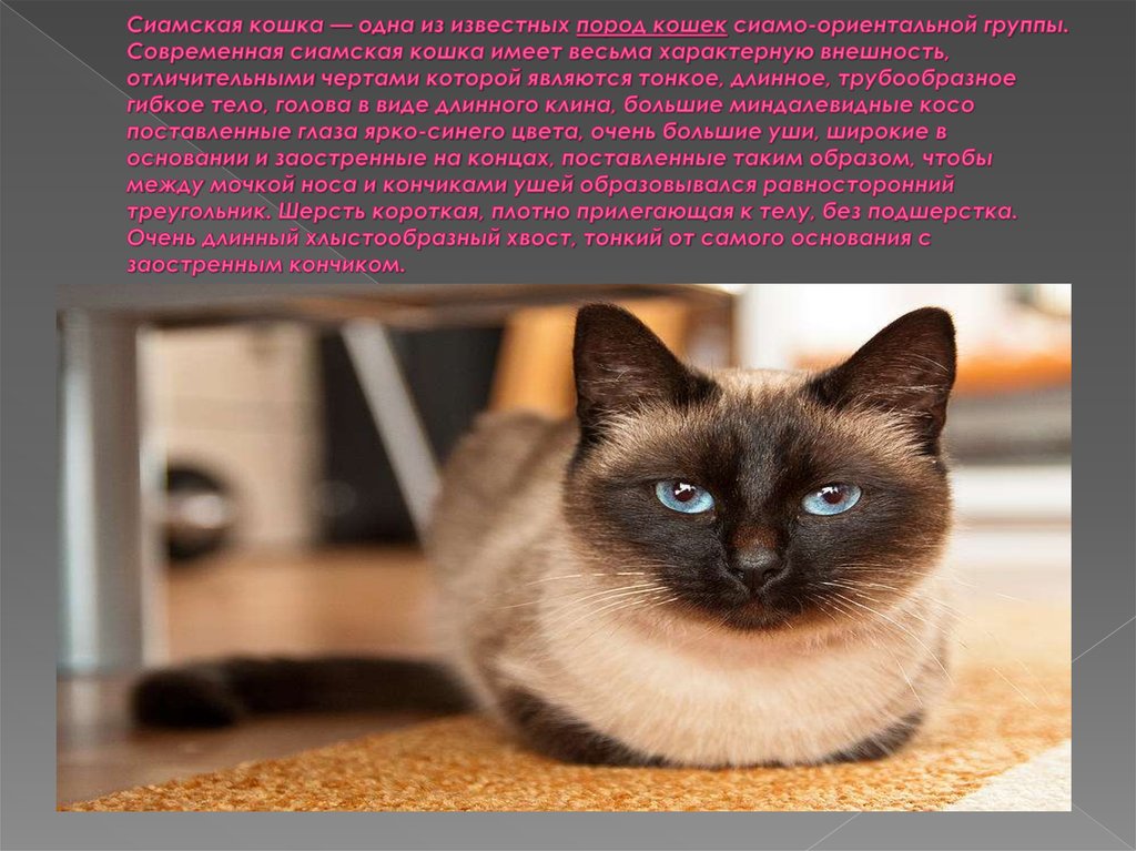 Описание характера кошки. Сиамская кошка описание. Рассказ о сиамской кошке. Сиамская порода характер. Доклад про сиамскую кошку.