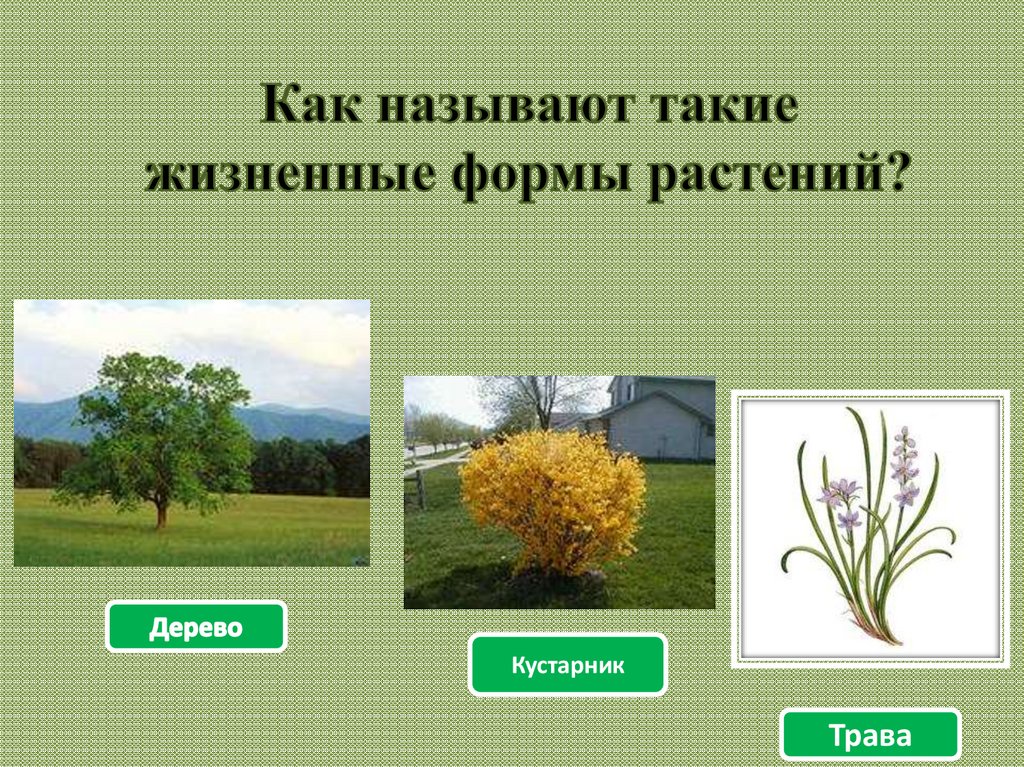 Определите жизненные формы растений