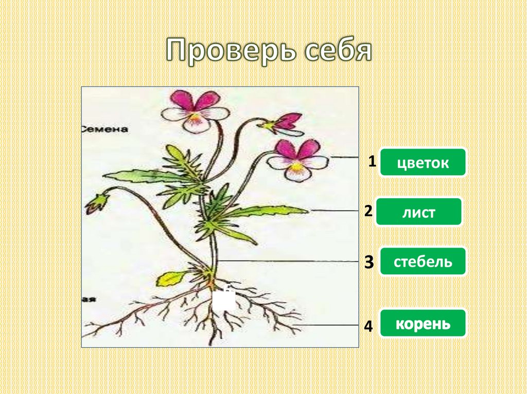 Корень лист стебель у растения это. Растение корень стебель лист. Цветок со стеблем и листьями. Цветок со стеблем и корнем. Стебель и корень.