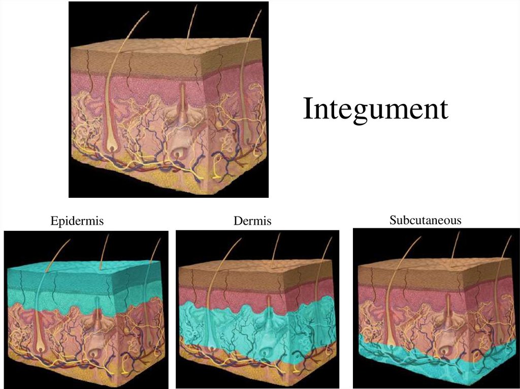 Dermatologic Tidbits BioMedWorks Newsletter