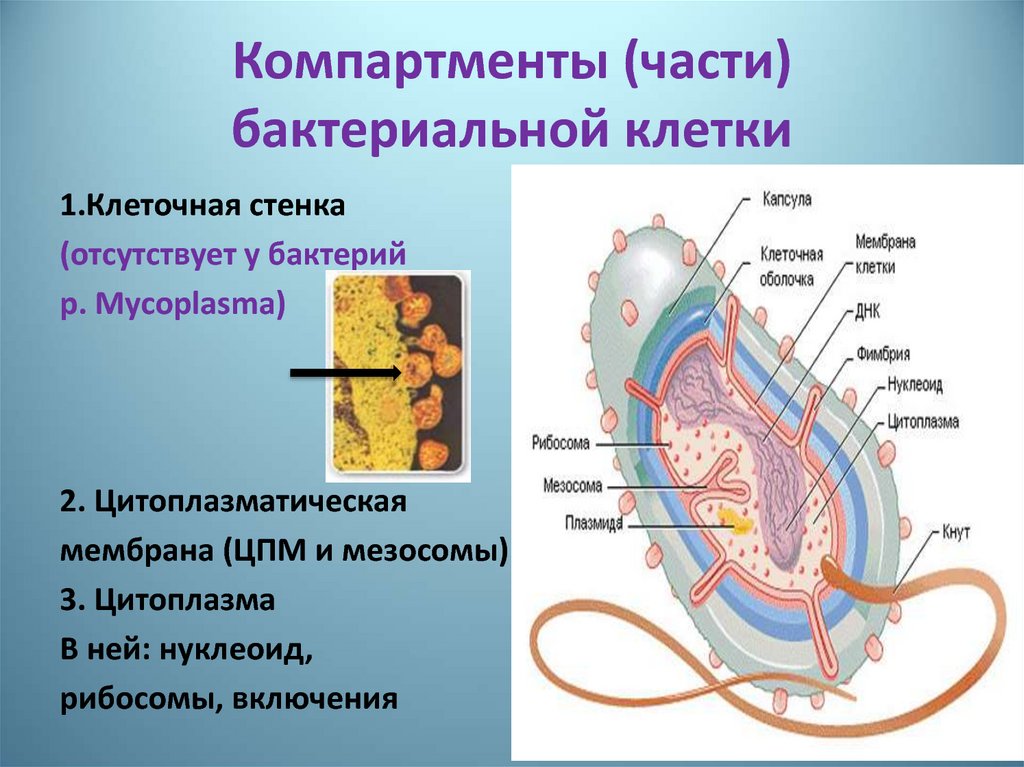 Клеточная стенка и клеточная мембрана. Функции цитоплазматической мембраны бактериальной клетки. Строение мембраны бактерий. Строение цитоплазматической мембраны бактериальной клетки. Плазматическая мембрана и клеточная стенка у бактерий.