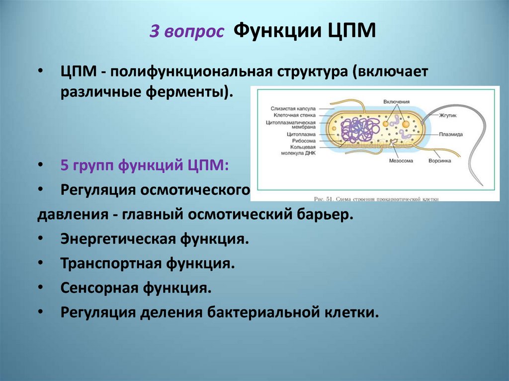 Цитоплазматическая мембрана мезосомы. Функции ЦПМ бактериальной клетки. Цитоплазматическая мембрана бактерий. ЦПМ строение и функции. Функции ЦПМ.