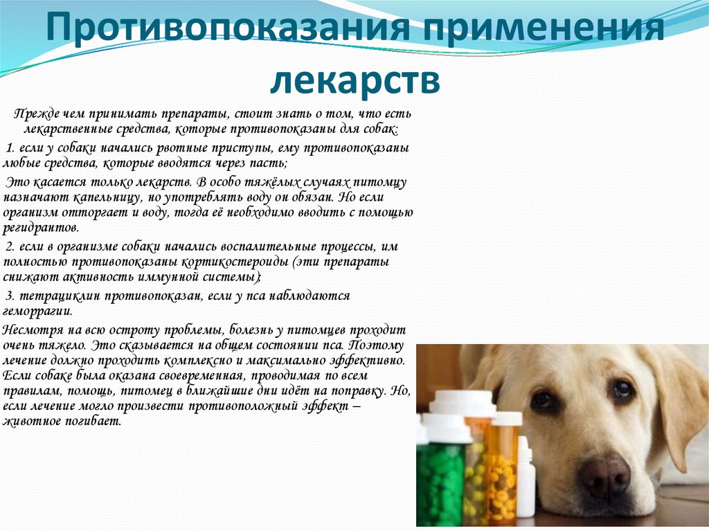Лечение пса у мужчин. Препараты от энтерита. Памятка при энтерите у собак.