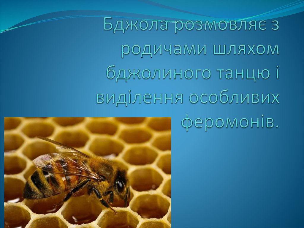 Бджола розмовляє з родичами шляхом бджолиного танцю і виділення особливих феромонів.