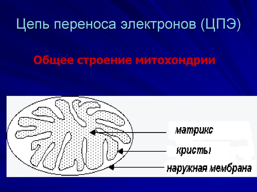 Схема цпэ для изоцитрата