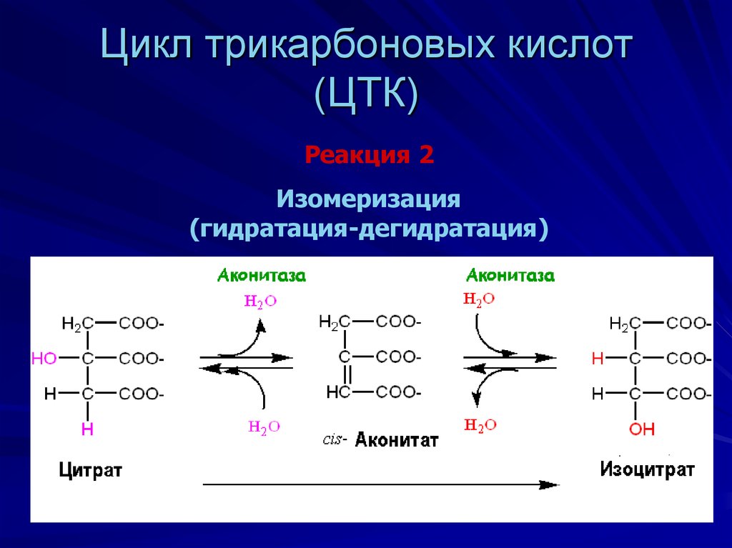 Цикл трикарбоновых. Трикарбоновая кислота формула. Реакция субстратного фосфорилирования в цикле трикарбоновых кислот. Гидратация ЦТК. Окисление цитрата.