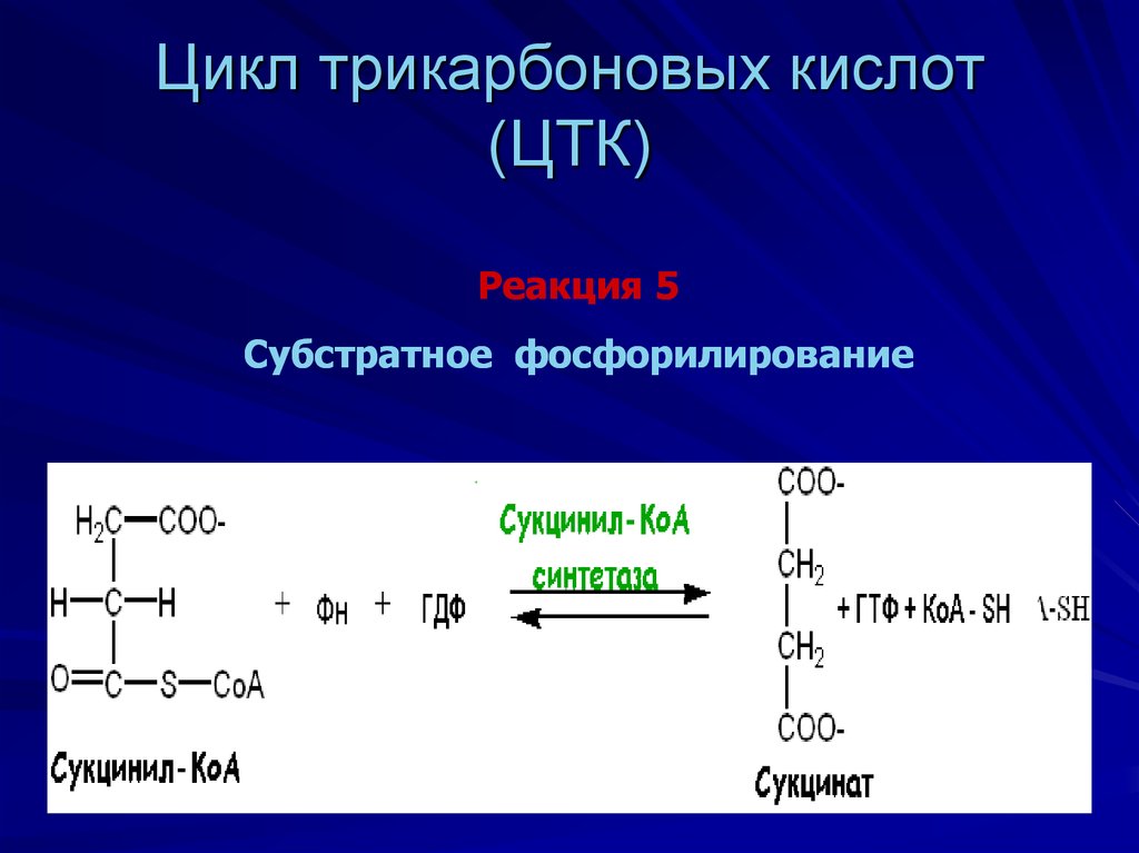 Цикл трикарбоновых кислот