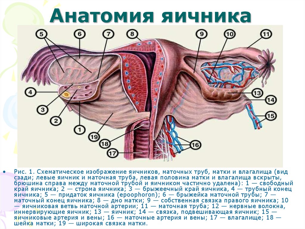 Схема строения яичника