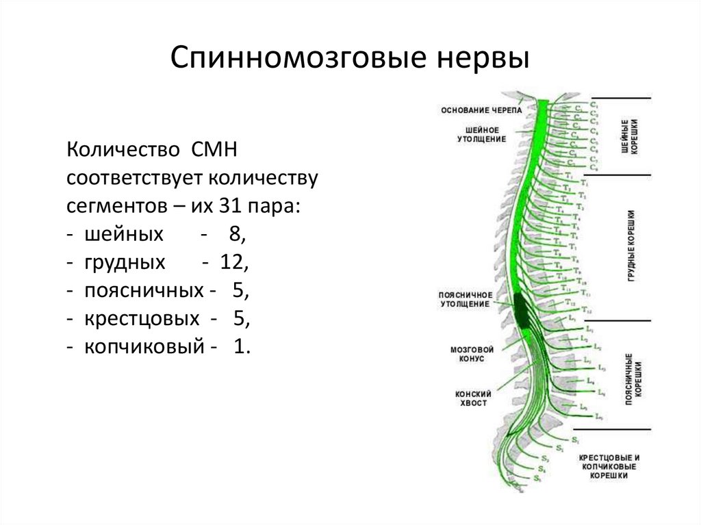 Сколько пар спинномозговых нервов отходят. Сплетения спинномозговых нервов схема. Функции сплетений спинномозговых нервов. Спинной мозг анатомия спинномозговых нервов. Сегменты спинного мозга шейного сплетения.