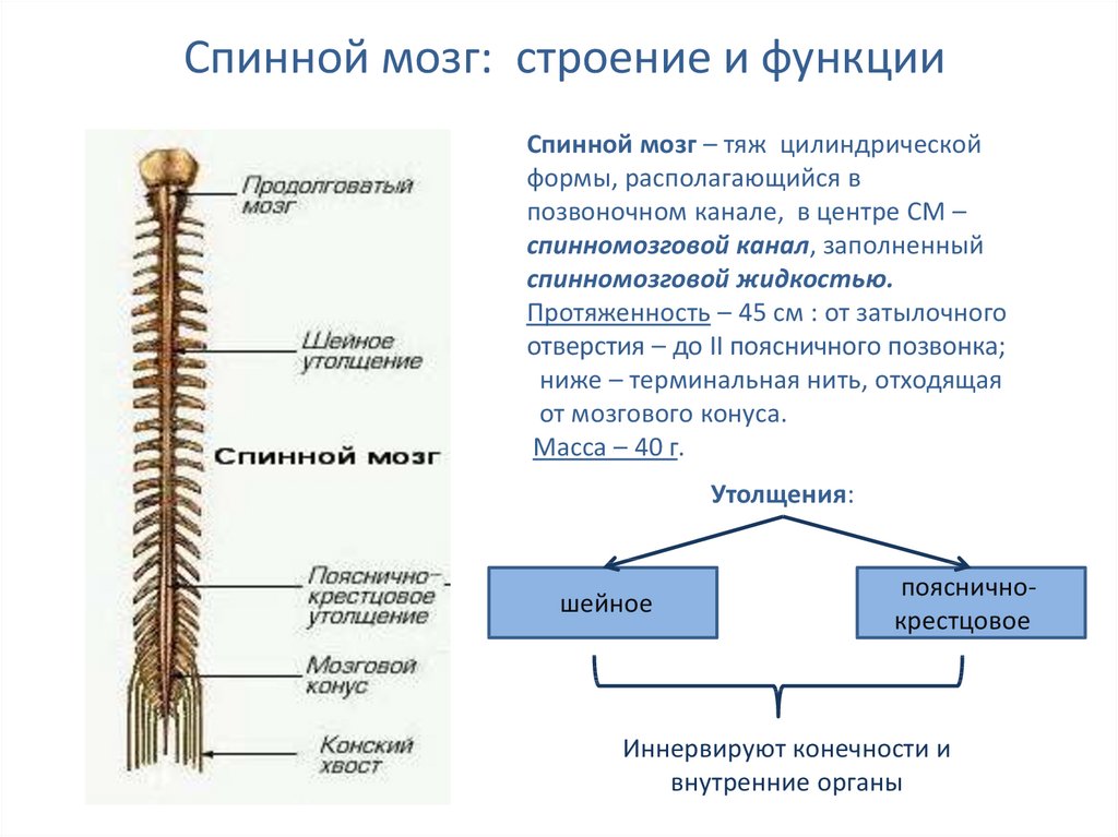 Расположение отделов спинного мозга. Основные структуры и функции спинного мозга. 1спинной мозг. Строение спинного мозг. Строение и функции спинного мозга 8 класс. Внешнее строение спинного мозга.