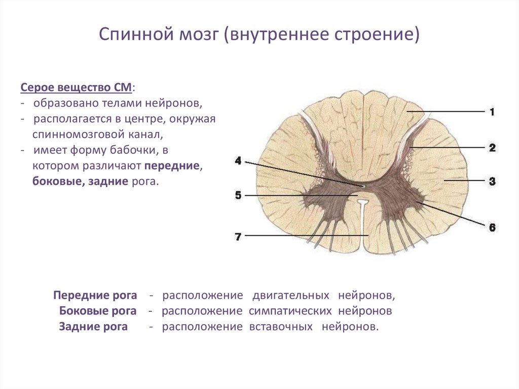 Строение спинного мозга 8 класс биология рисунок