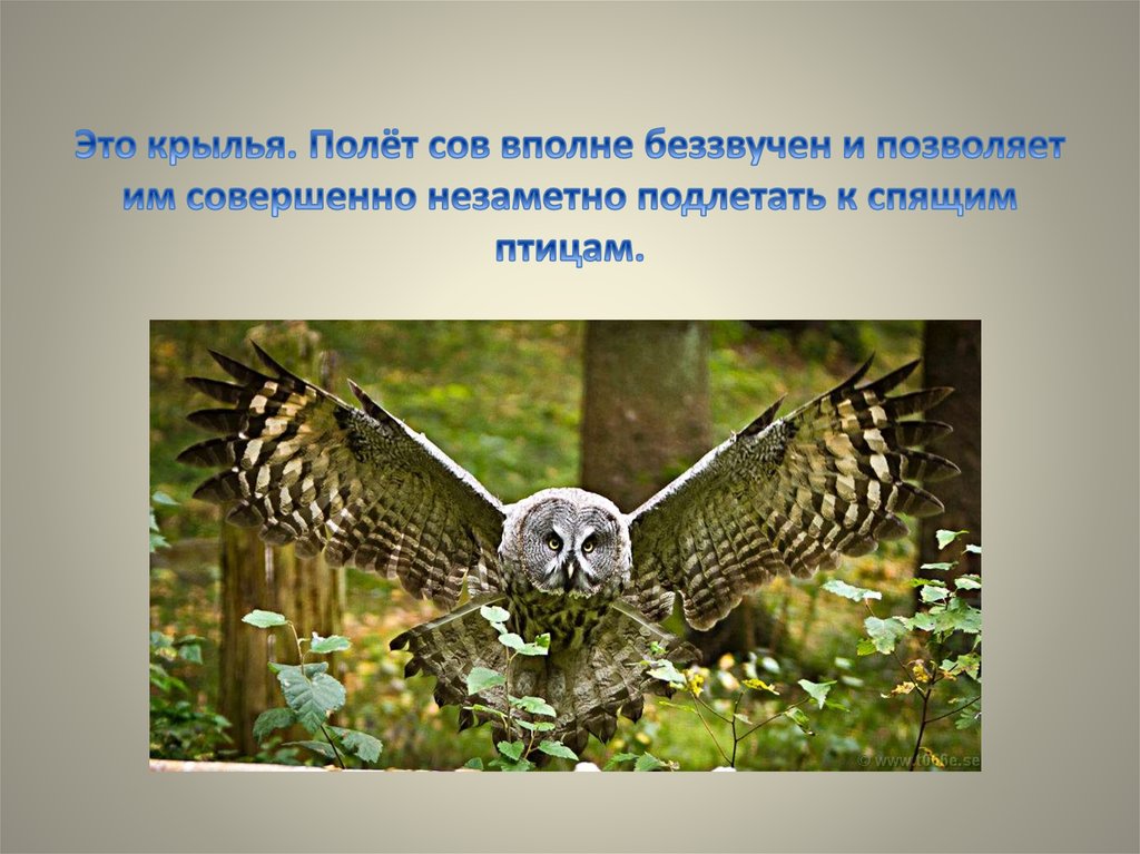 Это крылья. Полёт сов вполне беззвучен и позволяет им совершенно незаметно подлетать к спящим птицам.