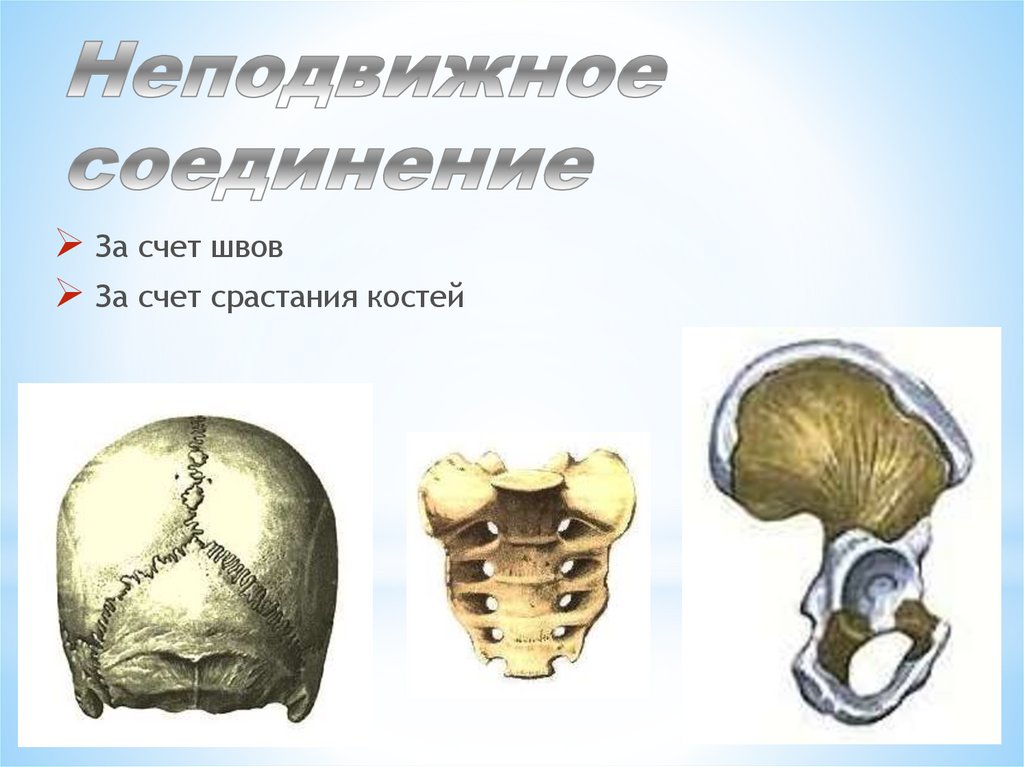 Неподвижные полуподвижные и подвижные соединения костей. Неподвижное соединение костей. Шов это неподвижное соединение костей. Неподвижное соединение костей примеры. Функции неподвижного соединения костей.